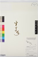 無柄田香草藏品圖，第1張