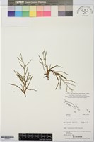 登錄號:S195901藏品圖，第1張