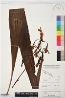 登錄號:S195902藏品圖，第1張