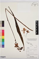 登錄號:S195904藏品圖，第1張