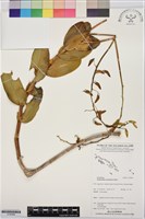 登錄號:S195906藏品圖，第1張