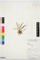 登錄號:S195907藏品圖，第1張