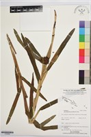 登錄號:S195908藏品圖，第1張