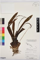 登錄號:S195909藏品圖，第1張