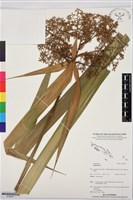 登錄號:S195911藏品圖，第1張