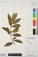 登錄號:S195913藏品圖，第1張