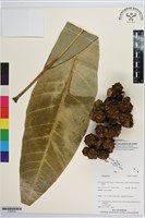 登錄號:S195915藏品圖，第1張