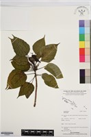 登錄號:S195920藏品圖，第1張