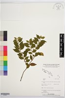 登錄號:S195921藏品圖，第1張