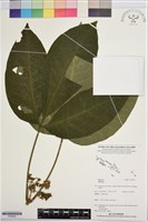 登錄號:S195922藏品圖，第1張