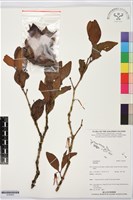 登錄號:S195924藏品圖，第1張