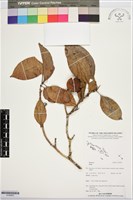 登錄號:S195925藏品圖，第1張