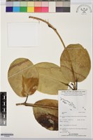 登錄號:S195926藏品圖，第1張