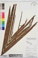 登錄號:S195927藏品圖，第1張