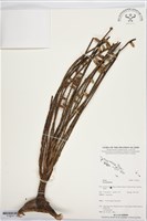 登錄號:S195927藏品圖，第2張