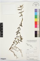 登錄號:S195929藏品圖，第1張