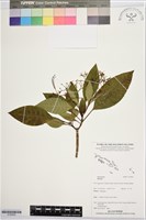 登錄號:S195930藏品圖，第1張