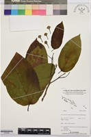 登錄號:S195932藏品圖，第1張