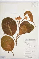 登錄號:S195933藏品圖，第1張