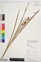 登錄號:S195934藏品圖，第1張