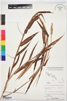 登錄號:S195935藏品圖，第1張