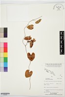 海牽牛藏品圖，第1張