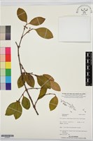 登錄號:S195937藏品圖，第1張