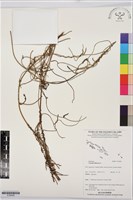 無根草藏品圖，第1張