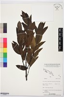 登錄號:S195939藏品圖，第1張