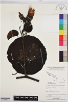 登錄號:S195940藏品圖，第1張