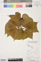 登錄號:S195941藏品圖，第1張