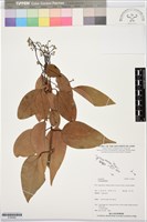 登錄號:S195942藏品圖，第1張