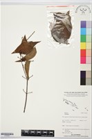 登錄號:S195943藏品圖，第1張