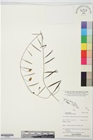 變葉姬旋花藏品圖，第1張