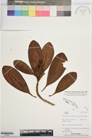 登錄號:S195947藏品圖，第1張