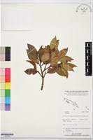 登錄號:S195948藏品圖，第1張