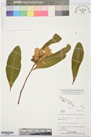 登錄號:S195950藏品圖，第1張