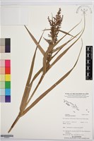 登錄號:S195951藏品圖，第1張