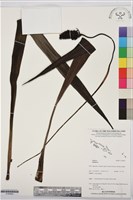 登錄號:S195952藏品圖，第1張