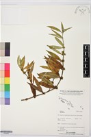 登錄號:S195953藏品圖，第1張