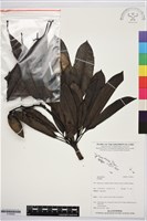 登錄號:S195954藏品圖，第1張