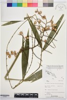 登錄號:S195955藏品圖，第1張