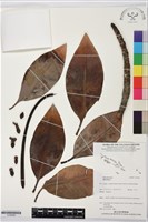 登錄號:S195956藏品圖，第1張