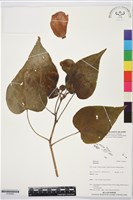 登錄號:S195959藏品圖，第1張