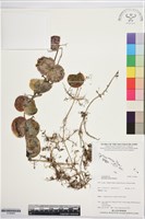 登錄號:S195960藏品圖，第1張