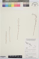 登錄號:S195961藏品圖，第1張