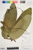 登錄號:S195962藏品圖，第1張