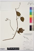 海岸烏蘞莓藏品圖，第1張