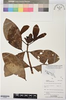 登錄號:S195964藏品圖，第1張