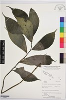 登錄號:S195965藏品圖，第1張